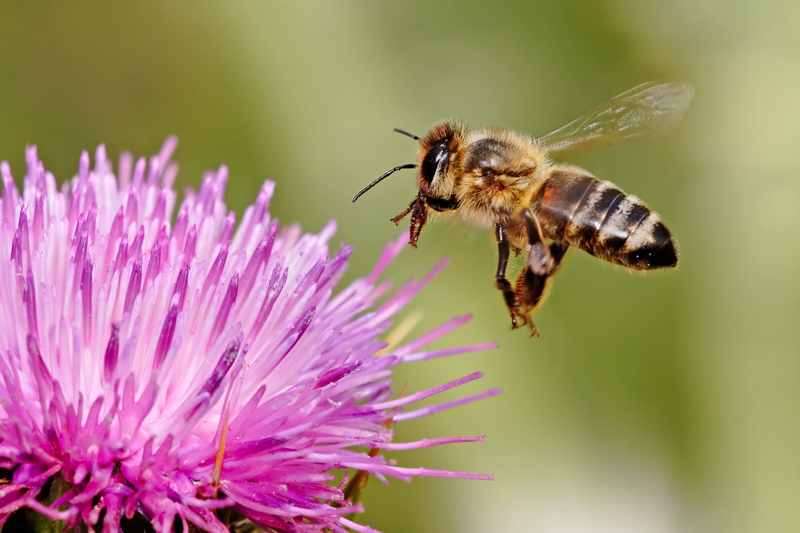 Honeybee-landing-on-milkthistle02.jpg Honeybee-landing-on-milkthistle02.jpg